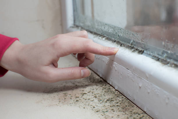 Best Water Damage & Mold Remediation  in Apollo, PA