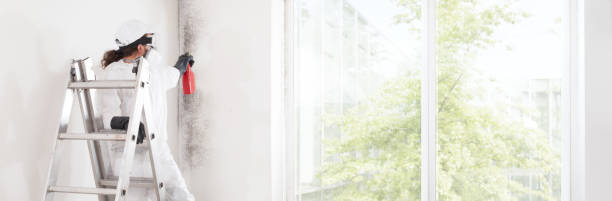 Environmental Consulting for Mold Prevention in Apollo, PA